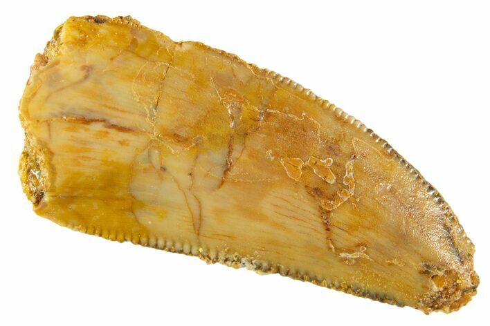 Serrated Raptor Tooth - Real Dinosaur Tooth #332645